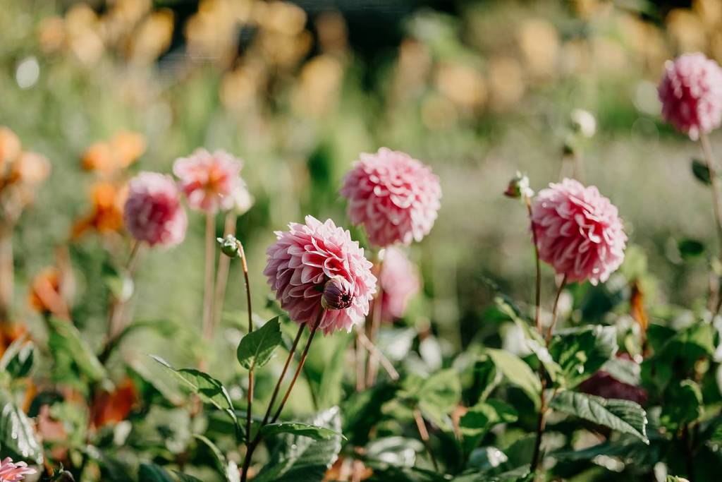 pink dahlias growing in a garden or field