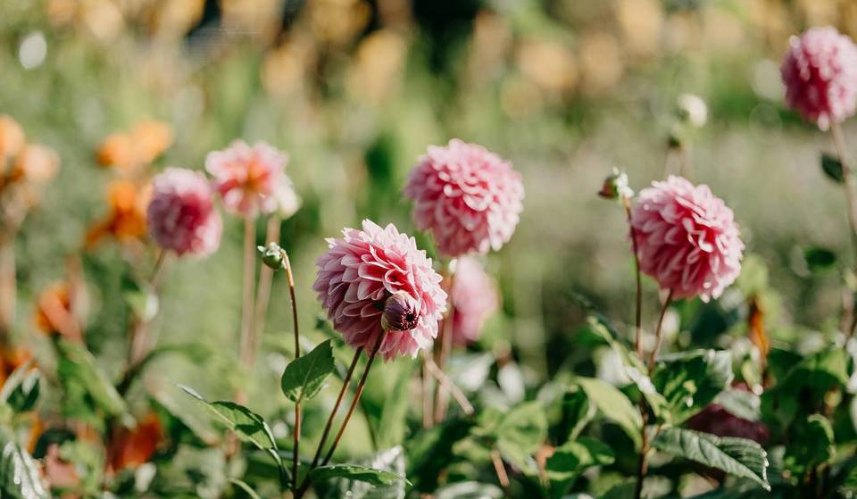 This Pretty Flower Farm Near Bendigo Is Hosting A Dahlia Festival For One Day Only, With Free Entry And Pick-Your-Own Blooms