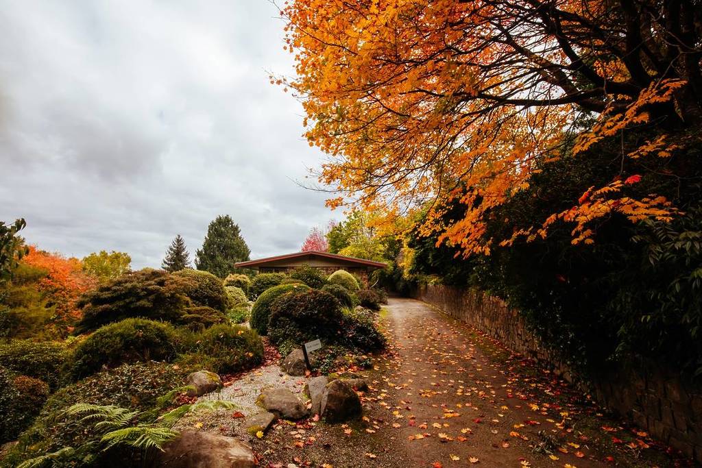 striking autumn tree in Pirianda Garden