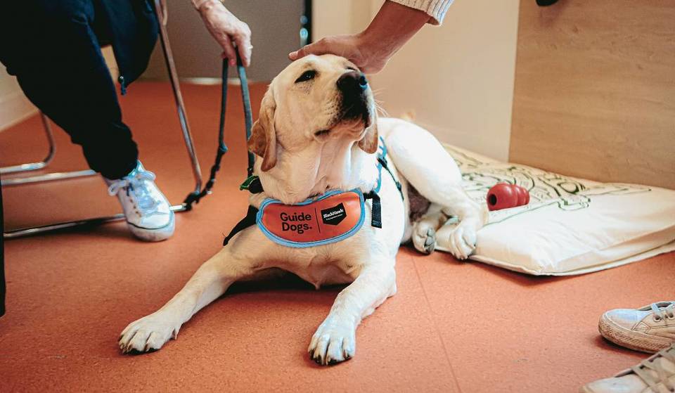 Guide Dogs Victoria Is Hosting A Wholesome Community Fair For One Day Only, With Puppy Yoga, Training Demonstrations And More