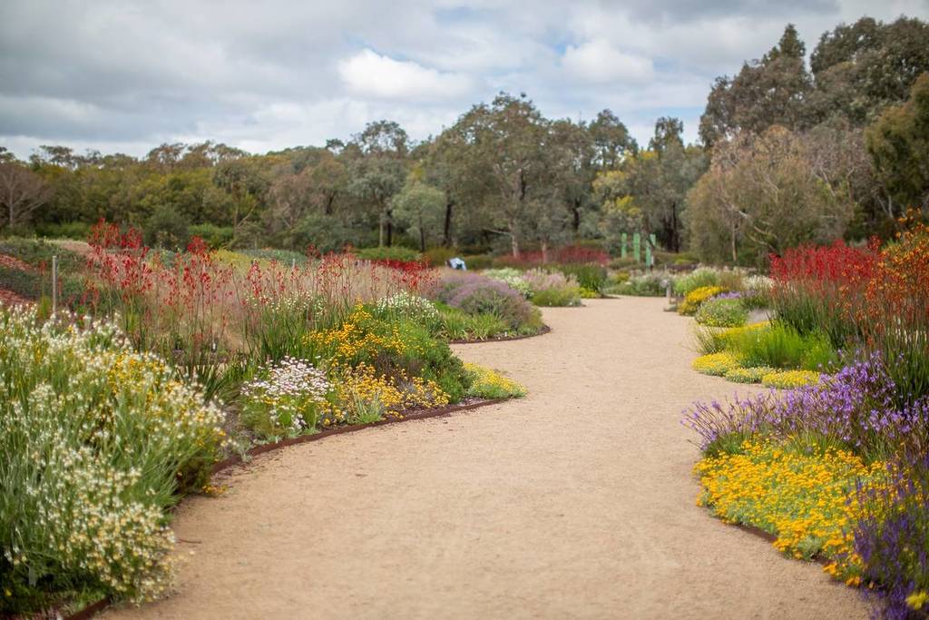 path winding through native flowers and plants in Royal Botanic Gardens Cranbourne