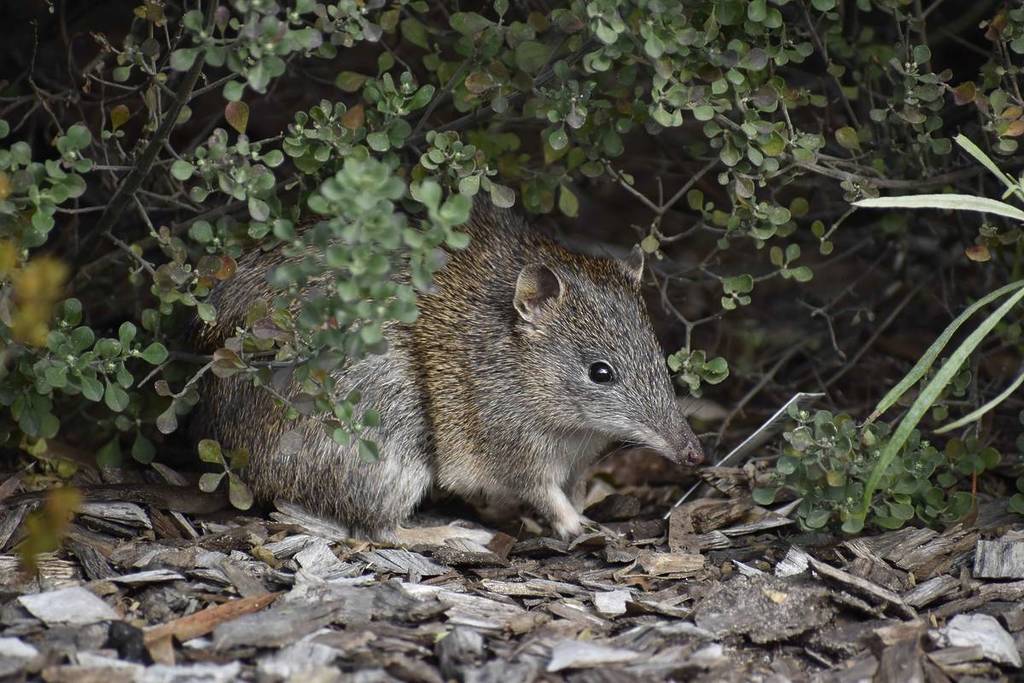 cute bandicoot under a bush at the Royal Botanic Gardens Cranbourne