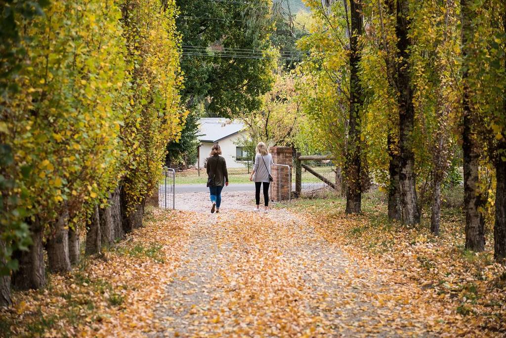 Leaf-covered path in Bright framed by tall trees turning yellow in autumn