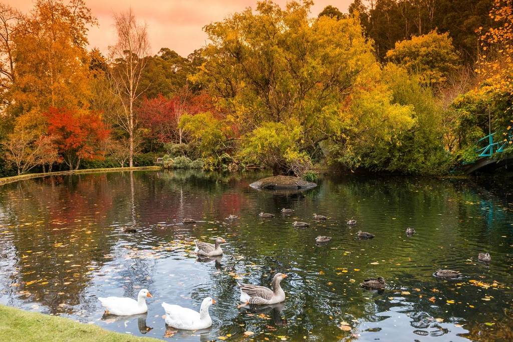 geese in the lake at Malmsbury Botanic Gardens on an autumn day