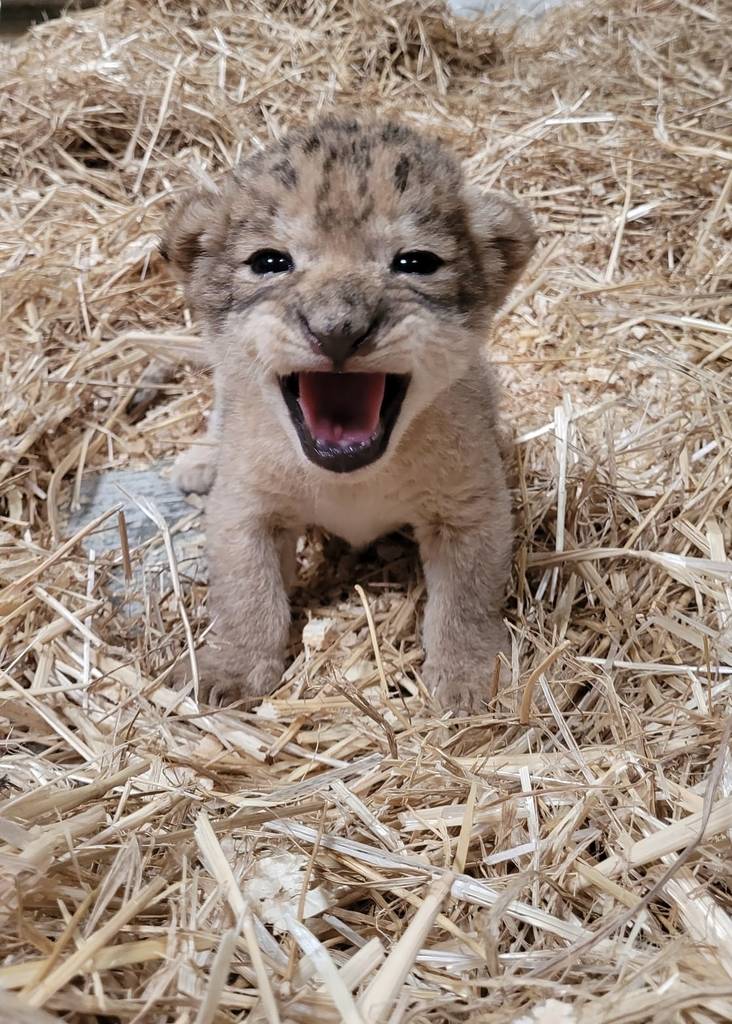 lion cub doing a lil growl at Werribee Open Range Zoo