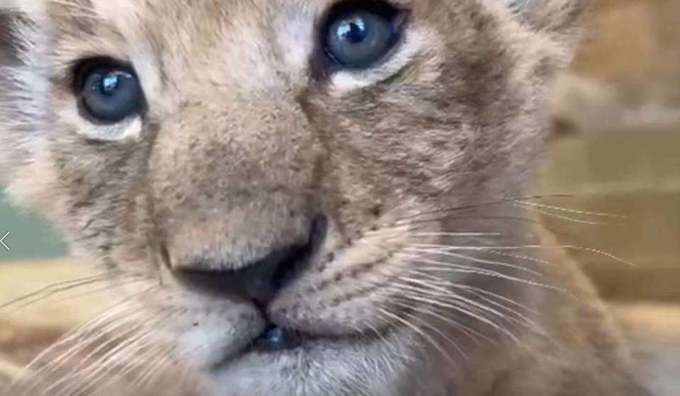 Two Lion Cubs With ‘Giant Milk Bellies’ And Tiny ‘Toe Beans’ Were Born In Werribee On Valentine’s Day
