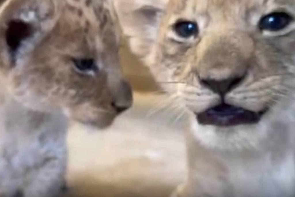 two lion cubs at Werribee Open Range Zoo