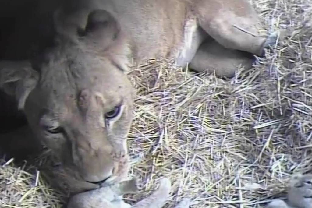 mother lion grooming one of the cubs while another one rolls offscreen