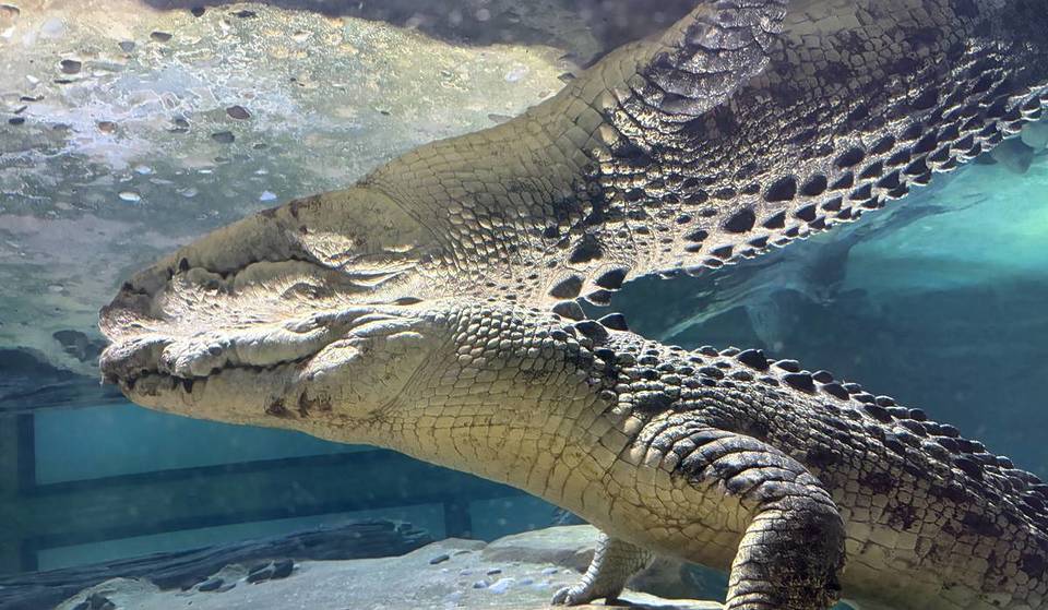 SEA LIFE Melbourne Just Welcomed A New 400kg Saltwater Crocodile — And You Can See Him Up Close In The Upgraded Croc Lair