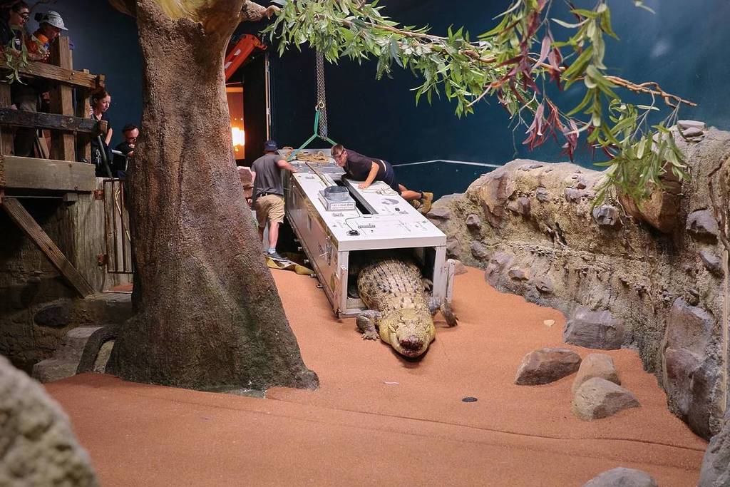 sea life melbourne crocodile