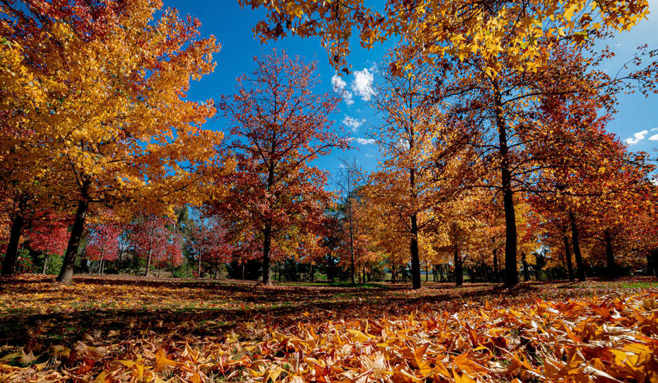 50 Years In The Making: Melbourne’s Secret Autumn ‘Crimson Tunnel’ Is Peaking Now Just 1.5 Hours Away At Heathcote’s Valley Of Liquid Ambers