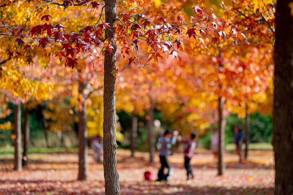 colourful leaves at valley of liquid amber