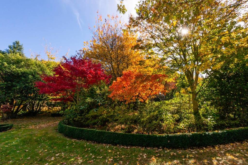 variety of autumn trees at Forest Glade Gardens
