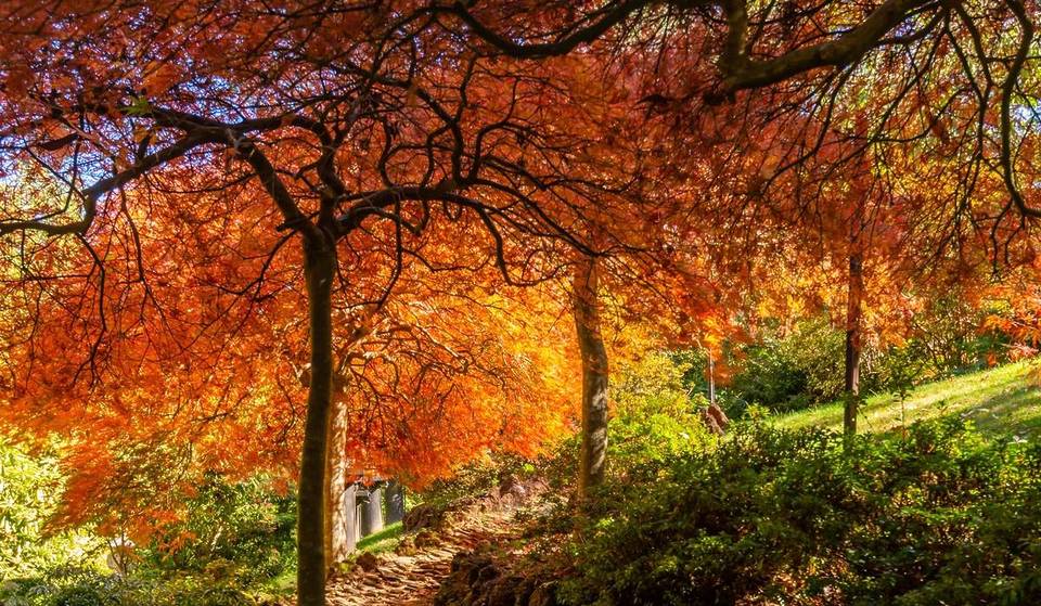 This 14-Acre Garden In The Macedon Ranges Is Filled With Fiery Maple Trees, A Bonsai House And Pretty Fountains — And There’s A Free Shuttle Bus Running This Month