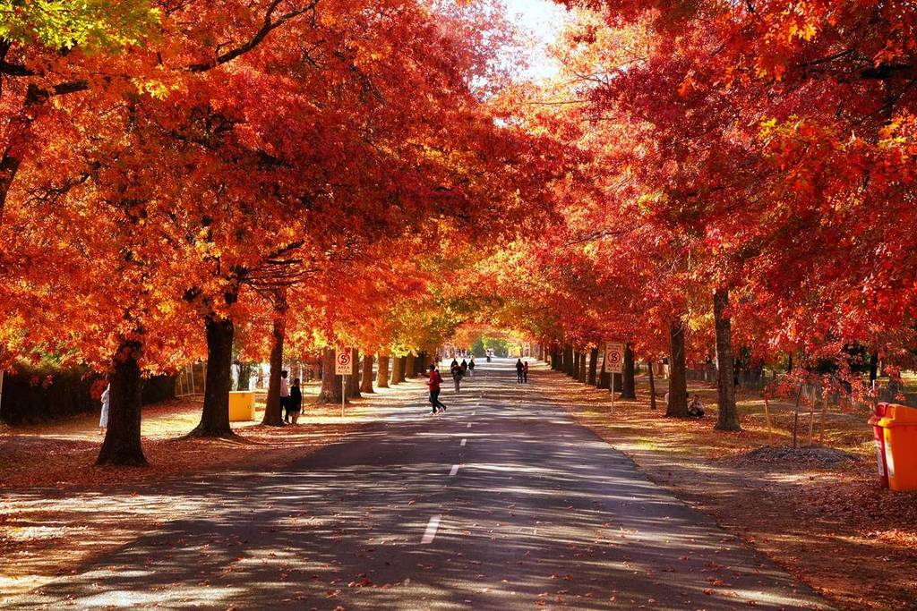 tourists walking along Honour Avenue in Macedon underneath bright red trees