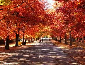 The Ultimate Guide To Chasing Autumn Leaves In Melbourne And Victoria