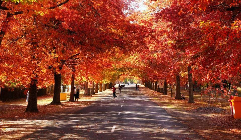 The Ultimate Guide To Chasing Autumn Leaves In Melbourne And Victoria