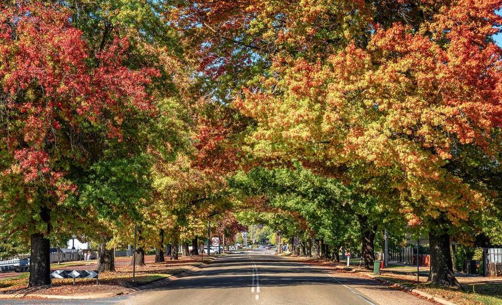 driving to Myrtleford during autumn