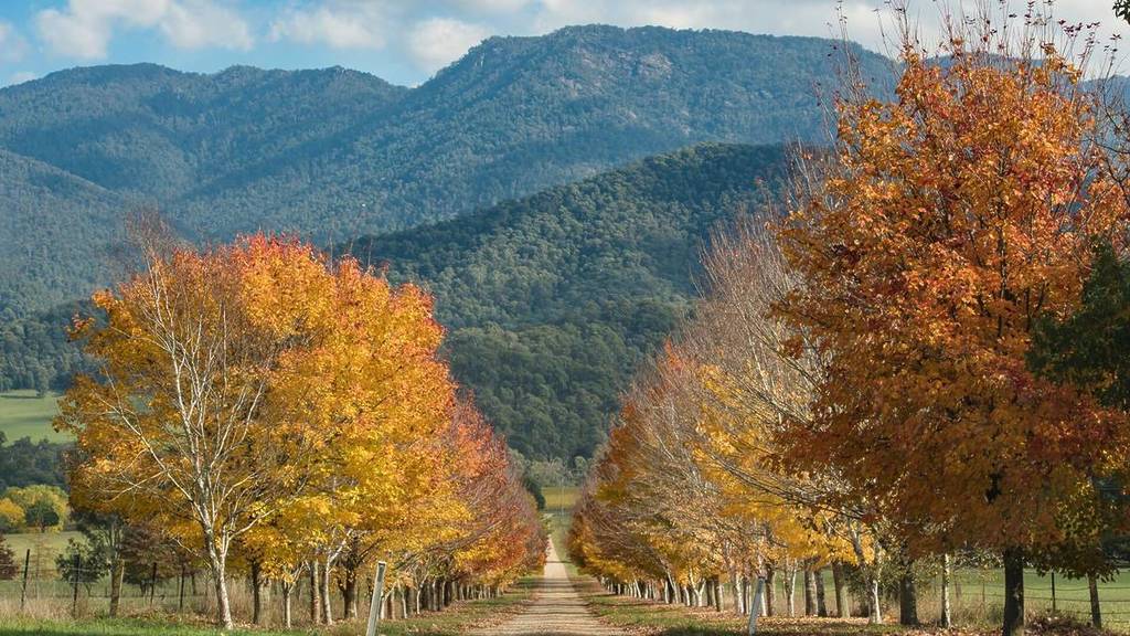 Autumn_in Mount buffalo victoria's Buckland valley