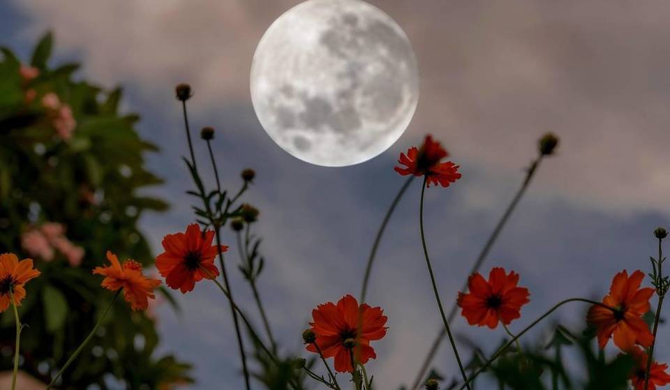 Victoria’s ‘Cosmic Garden’ Hides A Breathtaking Autumn Flower Farm Guided By “Moon Cycles” — And It’s Just 90 Minutes From Melbourne