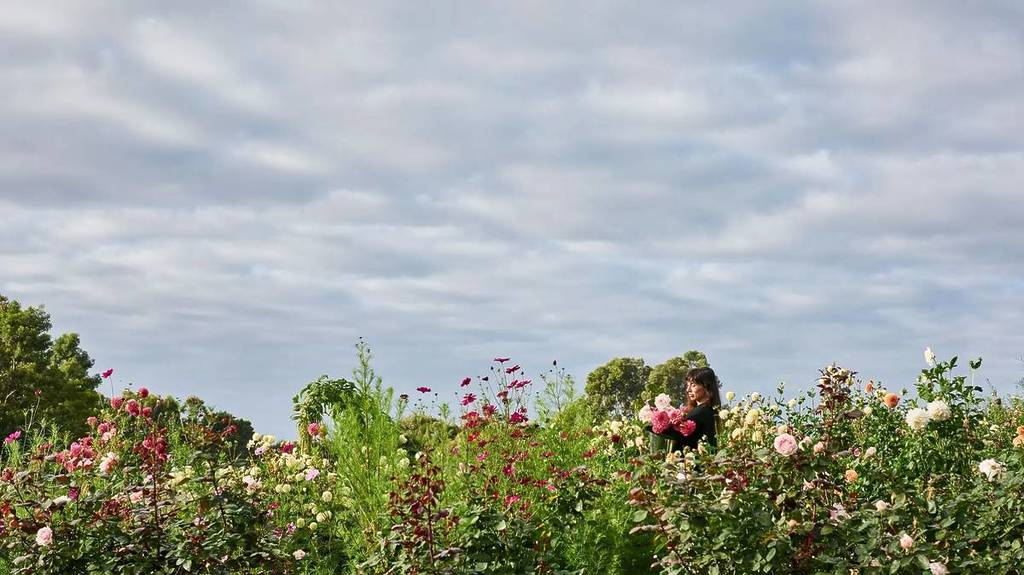 Alchemilla farm in otways