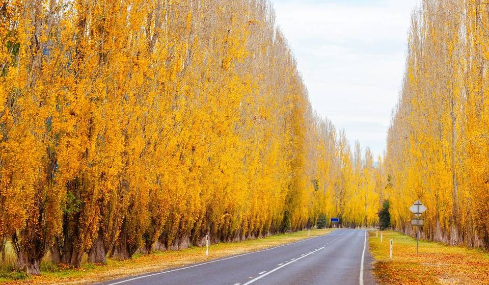This ‘Golden Gateway’ Of Poplar Trees Is One Of Victoria’s Prettiest Roads — And Autumn Is The Best Time To Visit