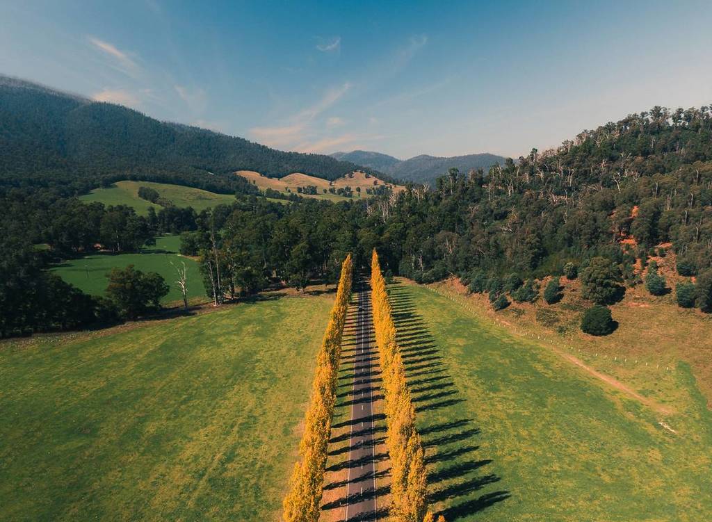 aerial view of Gould Memorial Drive, with a burst of yellow from the trees contrasted against the greenery of the surrounding hills
