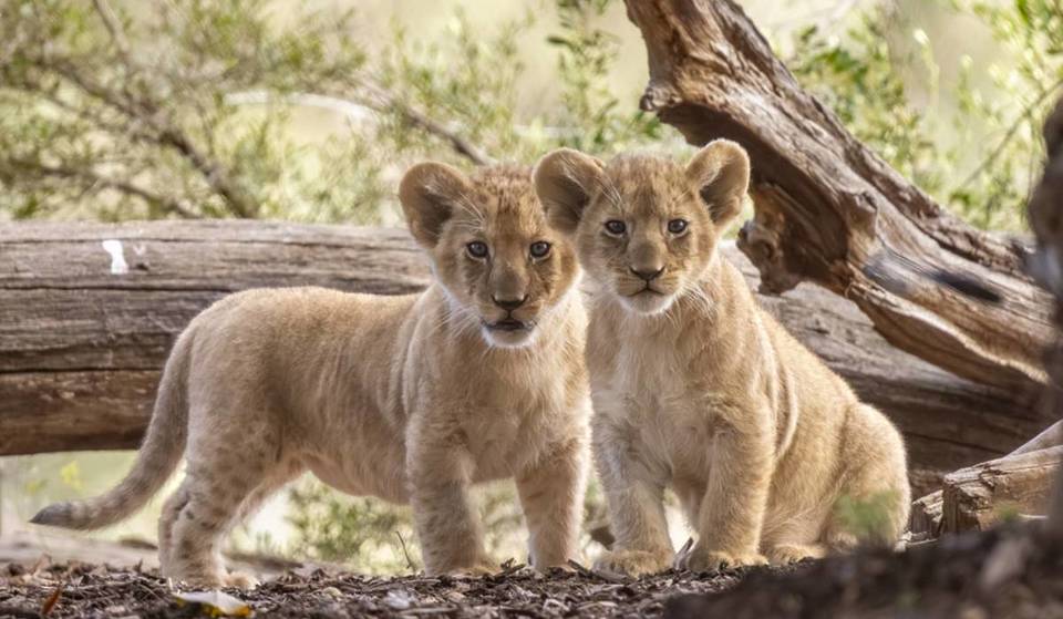 Melbourne’s Werribee Zoo Lion Cubs Are Finally Exploring The Savannah Habitat — Here Is The Exact Time You Need To Visit, And Kids Go Free