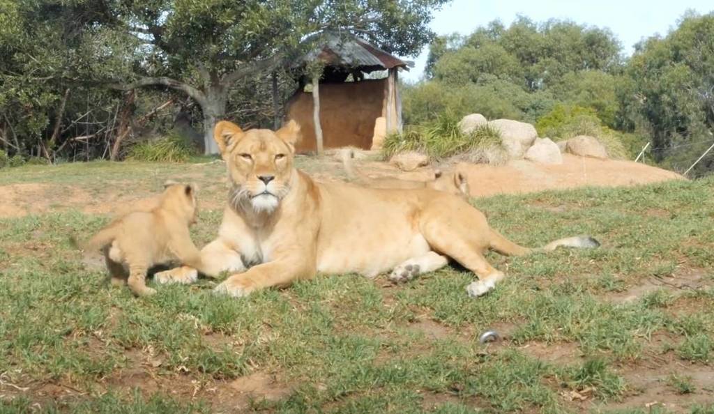 lion cubs at melbourne's werribee zoo