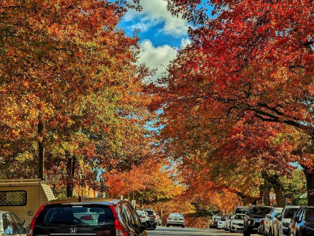 box hill autumn in melbourne