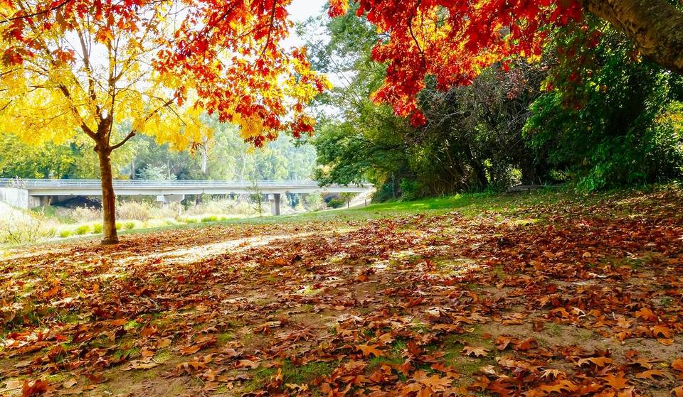 With Maples, Elms And Poplars, This Town 3 Hours Away From Melbourne Is The High Country’s Best-Kept Autumn Secret