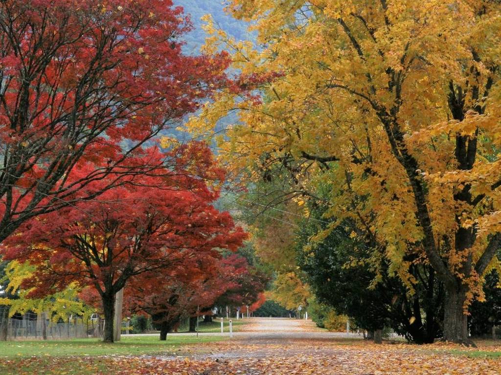 a street in Jamieson, with colourful tall autumn trees on either side