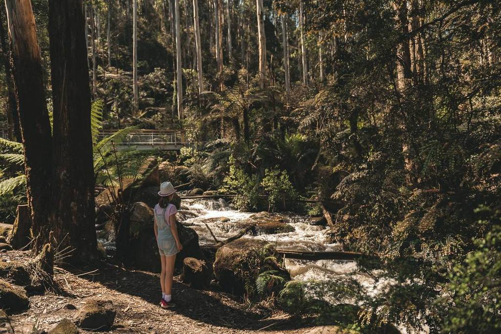 child looking at flowing river through forest on the Toorongo and Ampitheatre Falls loop walk