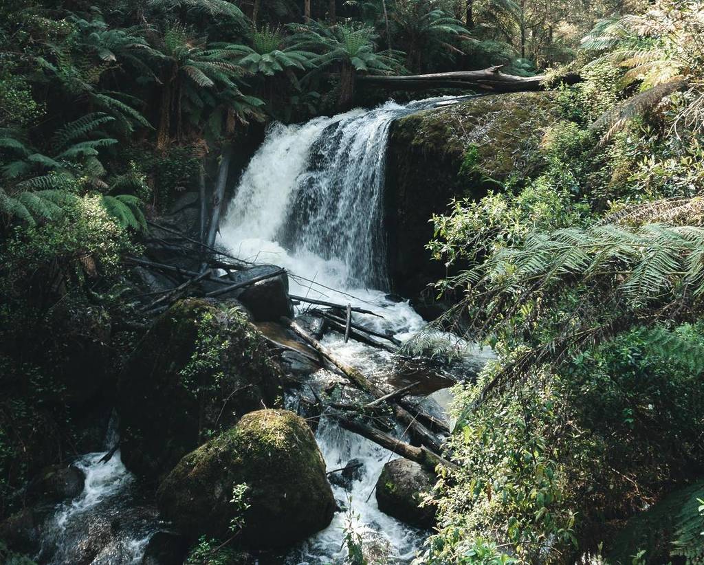 Ampitheatre Falls in the forest
