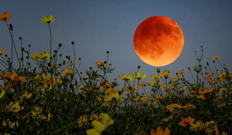 The Spectacular ‘Flower Moon’ Is Rising Over Melbourne This Evening — Here’s Exactly When To Look Up Tonight In VIC