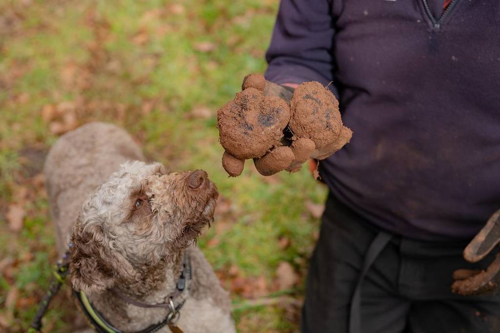 dog looking at two truffles in a person's hand at Black Cat Truffles