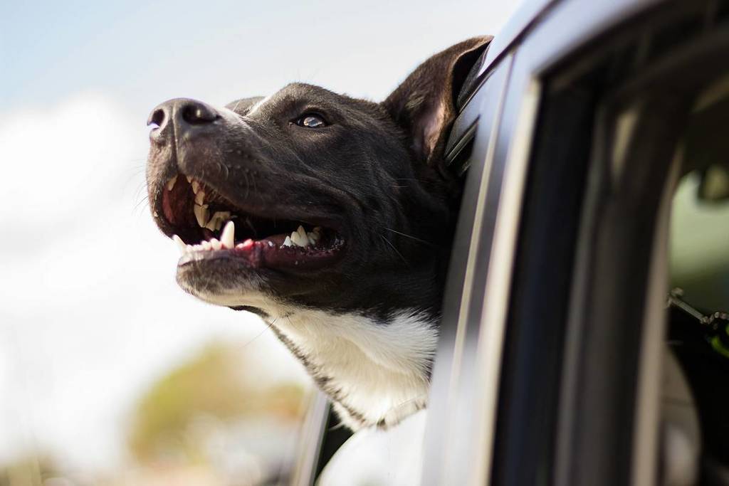 happy dog with its head out the window of a car