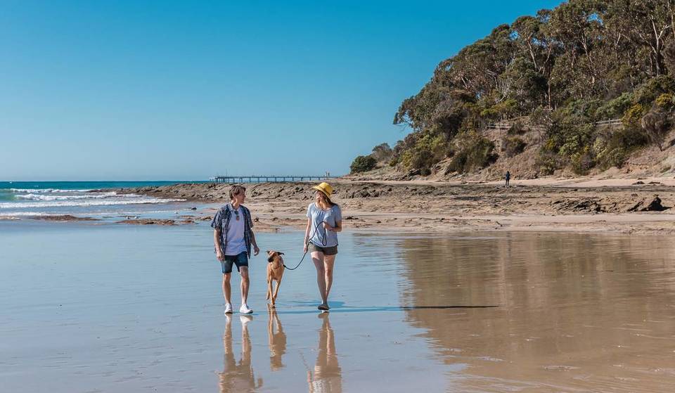 The Great Ocean Road has been named as one of the most pet-friendly road trips in Australia
