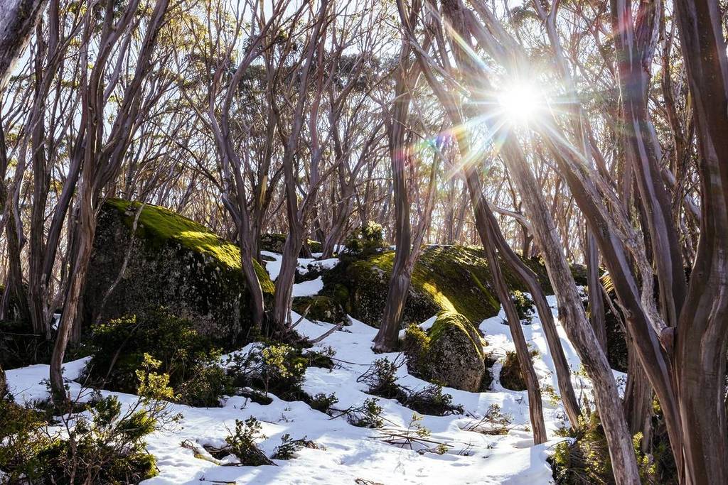mount baw baw snow