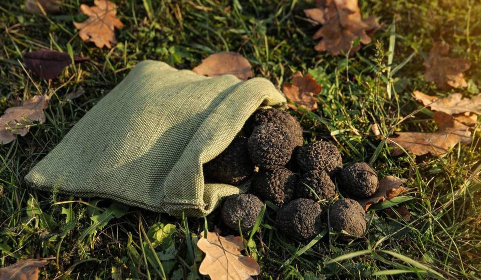 A new festival dedicated to truffles is coming to Noojee this winter