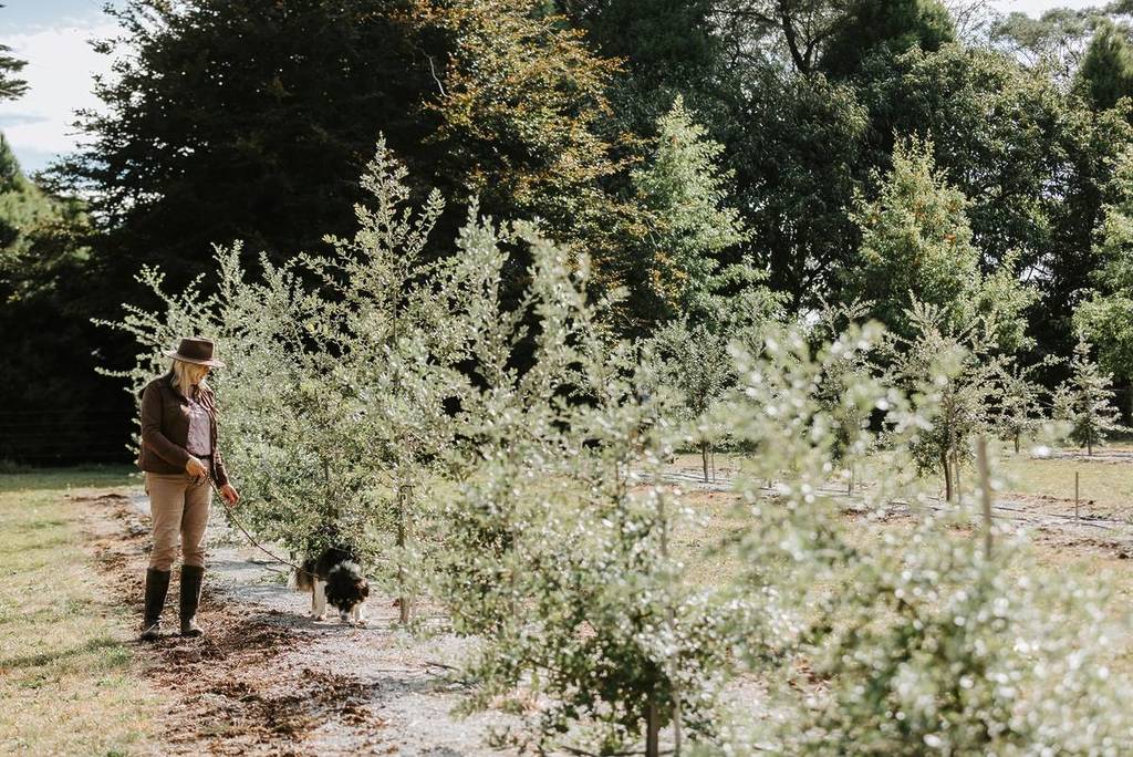 woman walking a truffle dog among the trees at Ashridge Truffles farm