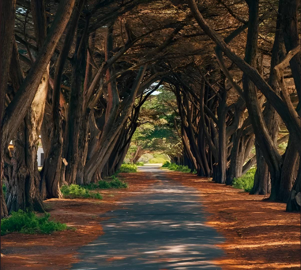 autumn walk near point nepean in victoria