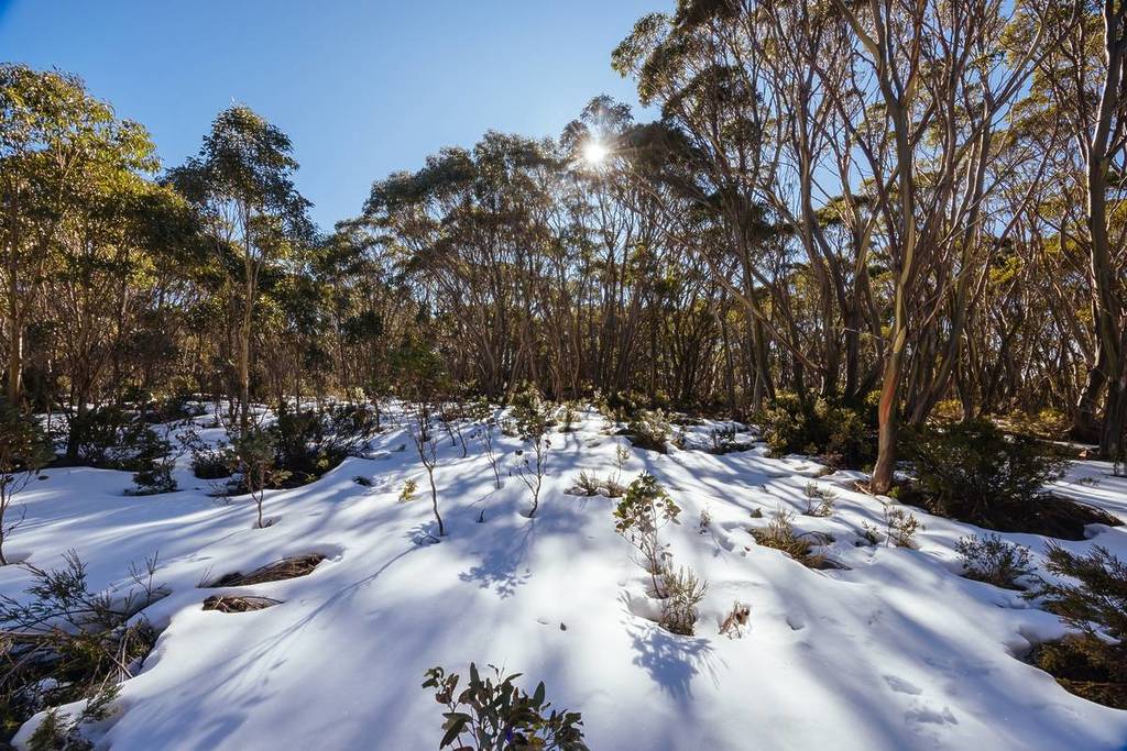snowy landscape among alpine trees at Mount St Gwinear on a clear sunny winter day