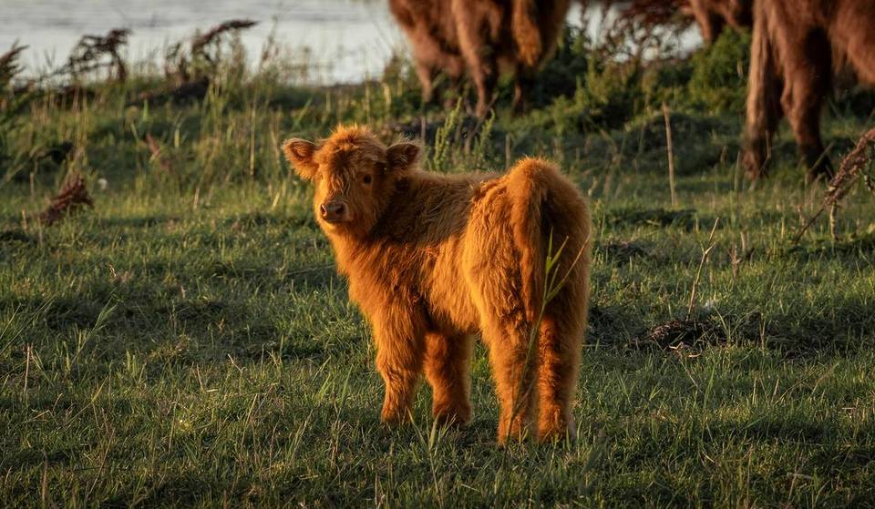 You can meet and cuddle fluffy Highland cows at a private farm just 55 minutes away from Melbourne