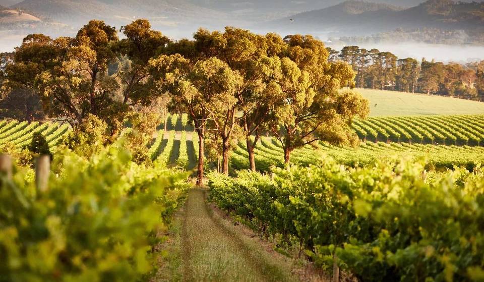 This 56-year-old Victorian vineyard just 1 hour from Melbourne was officially named Australia’s best winery