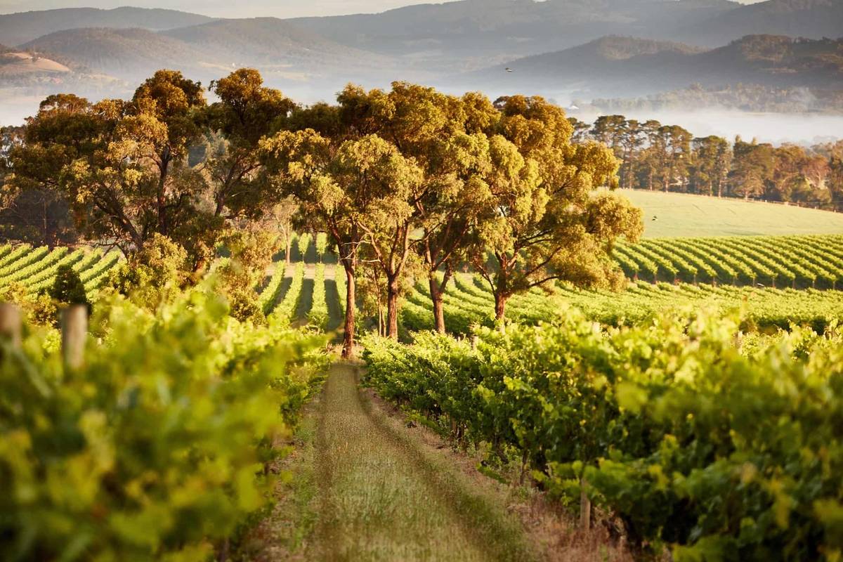 This 56-year-old Victorian vineyard just 1 hour from Melbourne was officially named Australias best winery