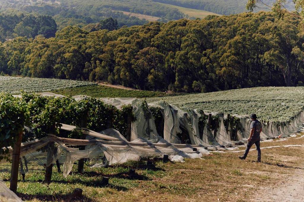 grapes steps