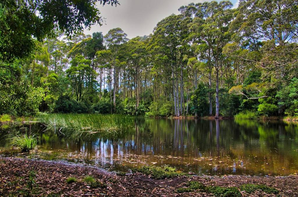 Sanatorium Lake surrounded by bright green trees