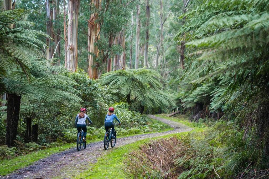 two people cycling through the forest on the O'Shannassy Aqueduct Trail