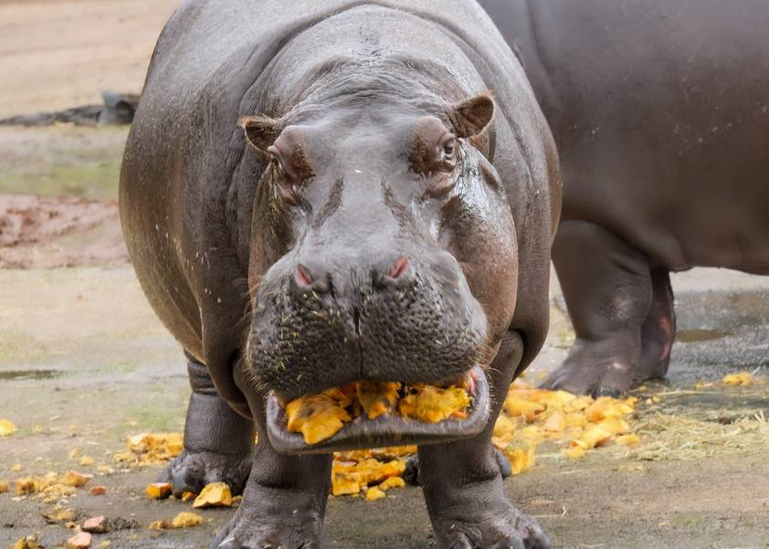 Hippos playing at Werribee zoo